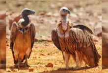 MP में गिद्धों की संख्या 14 हजार पार, पन्ना में लाल सिर वाले और वन विहार में सफेद पीठ वाले गिद्ध; 10 साल में दोगुने