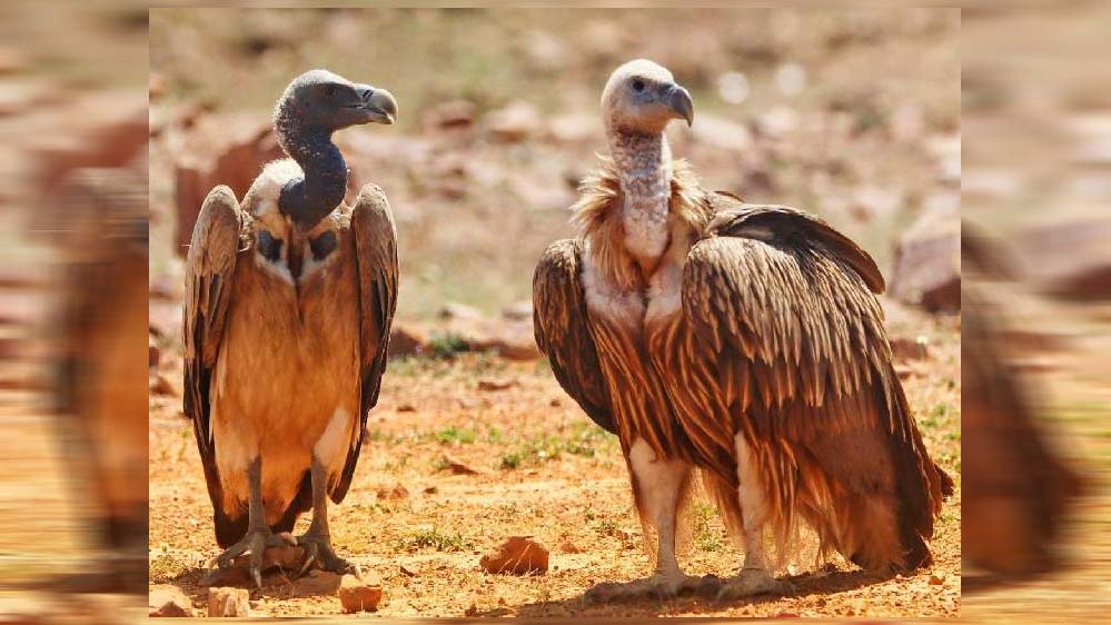 MP में गिद्धों की संख्या 14 हजार पार, पन्ना में लाल सिर वाले और वन विहार में सफेद पीठ वाले गिद्ध; 10 साल में दोगुने