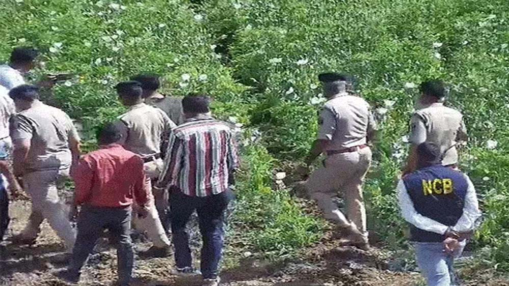 4 साल से 5 एकड़ में अफीम की खेती, दुर्ग फार्महाउस में बाउंसर्स तैनात; भाजपा नेता ने डिजिटल सर्वे में गेहूं-मक्का दिखाया