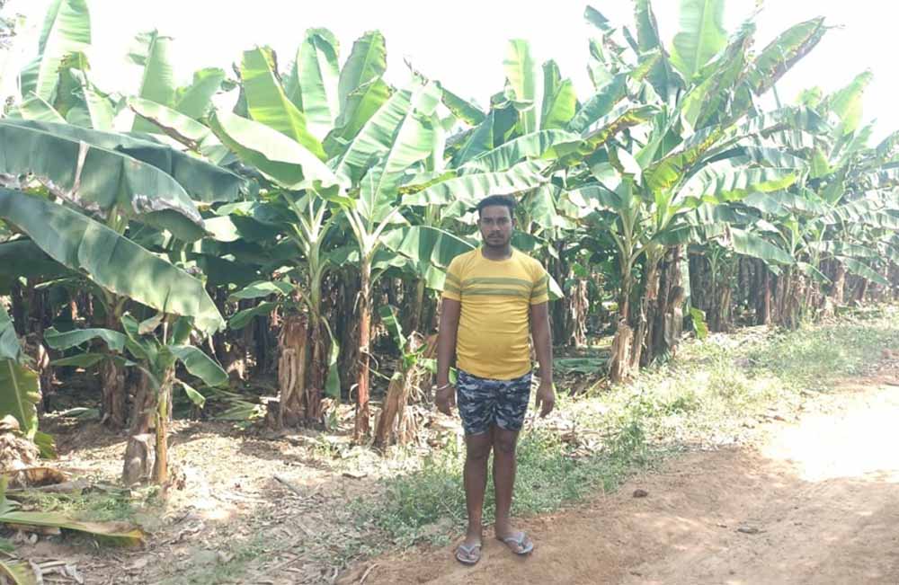 केला उत्पादन से बढ़ी आमदनी, उद्यानिकी खेती से मिला नया सहारा