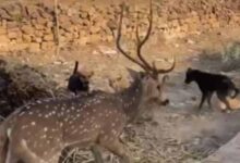 छतरपुर में बच्चों की बहादुरी, आवारा कुत्तों के जबड़े से हिरण को बचाकर जंगल में छोड़ा