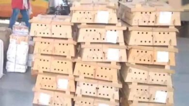 बर्ड फ्लू के डर के बीच बिलासपुर स्टेशन पर चूजों की खेप पहुंची, मचा हड़कंप