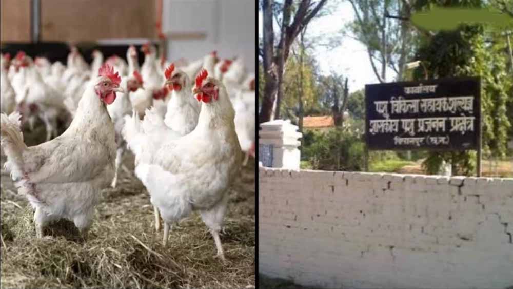 बिलासपुर में बर्ड फ्लू का कहर: 4400 मुर्गियों की मौत, 10 किमी दायरे में अलर्ट जारी