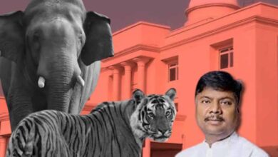 छत्तीसगढ़ विधानसभा में वन मंत्री ने किया खुलासा, तीन साल में 9 बाघ और 38 हाथियों की मौत