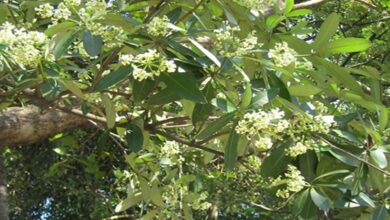 छत्तीसगढ़ विधानसभा में फिर उठा छातिम वृक्ष विवाद, मंत्री ओपी चौधरी ने रोक से किया इनकार छत्तीसगढ़ विधानसभा में फिर उठा छातिम वृक्ष विवाद, मंत्री ओपी चौधरी ने रोक से किया इनकार