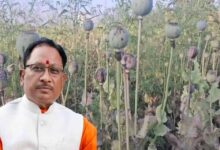 अफीम खेती पर CM साय का सख्त ऐक्शन प्लान, बोले- नक्सलियों और रसूखदारों को नहीं मिलेगी राहत