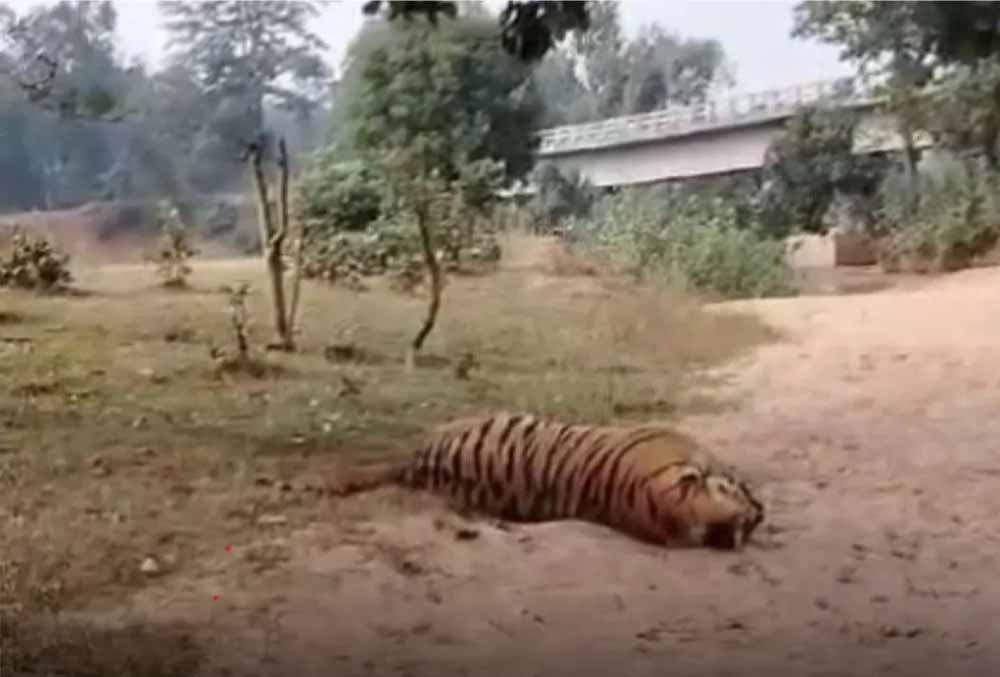 वन्यजीव हत्या का सनसनीखेज मामला: डिप्टी रेंजर पर शिकारियों से मिलीभगत का आरोप, बाघ-तेंदुए की खाल के साथ गिरफ्तार वन्यजीव हत्या का सनसनीखेज मामला: डिप्टी रेंजर पर शिकारियों से मिलीभगत का आरोप, बाघ-तेंदुए की खाल के साथ गिरफ्तार