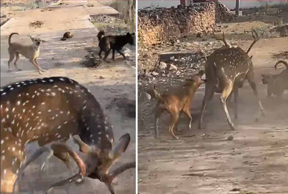 अंबिकापुर में दर्दनाक घटना: आवारा कुत्तों के हमले में 15 हिरणों की मौत, 4 कर्मचारी सस्पेंड अंबिकापुर में दर्दनाक घटना: आवारा कुत्तों के हमले में 15 हिरणों की मौत, 4 कर्मचारी सस्पेंड