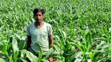 धान के बजाय मक्का से बढ़ा मुनाफा : किसान मालती मोहन बने उन्नत खेती की मिसाल किसान मालती मोहन