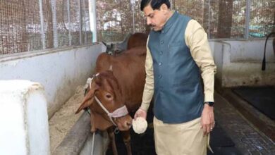 मुख्यमंत्री डॉ. यादव ने गौ सेवा कर की अपने जन्मदिन की शुरूआत मुख्यमंत्री डॉ. यादव ने गौ सेवा कर की अपने जन्मदिन की शुरूआत