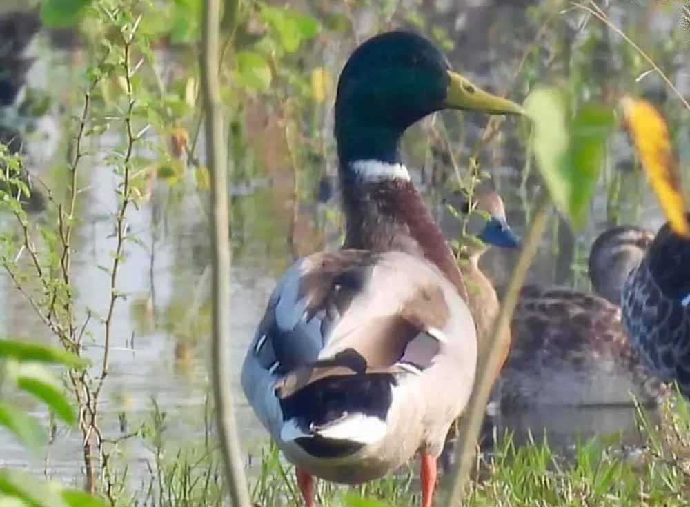 गिधवा टैंक में प्रवासी मल्लार्ड का आगमन, बढ़ी क्षेत्र की पहचान