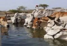 ‘गो संरक्षण मिशन’ में शामिल होंगी ग्रामीण महिलाएं और किसान उत्पादक संगठन