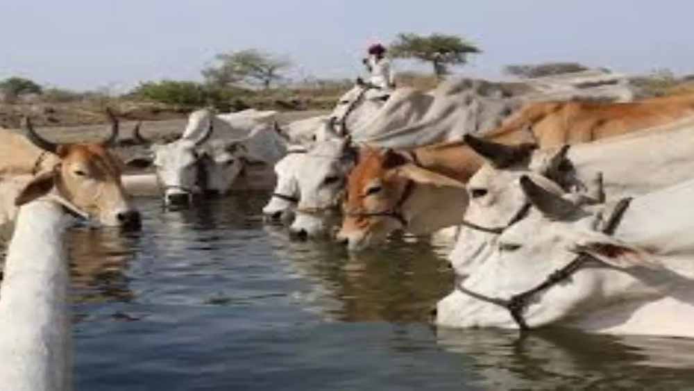 ‘गो संरक्षण मिशन’ में शामिल होंगी ग्रामीण महिलाएं और किसान उत्पादक संगठन