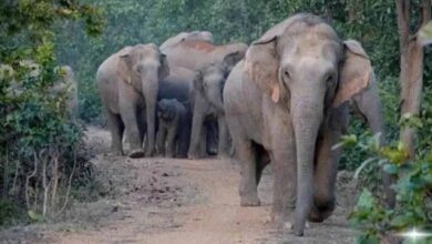 झारखंड के 18 जिलों में खुलेंगे रेस्क्यू सेंटर, हाथियों के हमलों से निपटने की रणनीति