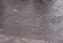 बदनावर में कुदरत का कहर: मक्का के दानों जैसे गिरे ओले, आधे घंटे में हजारों बीघा फसल बर्बाद