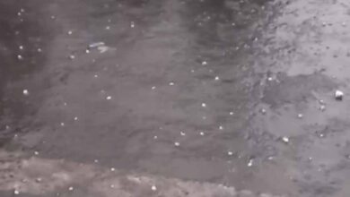 बदनावर में कुदरत का कहर: मक्का के दानों जैसे गिरे ओले, आधे घंटे में हजारों बीघा फसल बर्बाद