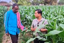 धान से मक्का की ओर बढ़ते कदम :फसलचक्र परिवर्तन से धमतरी के किसानों की बढ़ी आय, जल संरक्षण को मिली नई दिशा