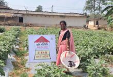 उन्नत खेती से शीला राजवाड़े बनीं लखपति दीदी बिहान’ से जुड़कर संवर रही ग्रामीण महिलाओं की आजिविका