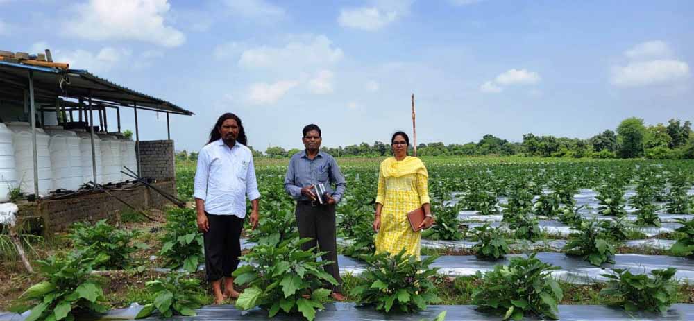 ग्राफ्टेड बैगन से 16 लाख रूपए की आमदनी