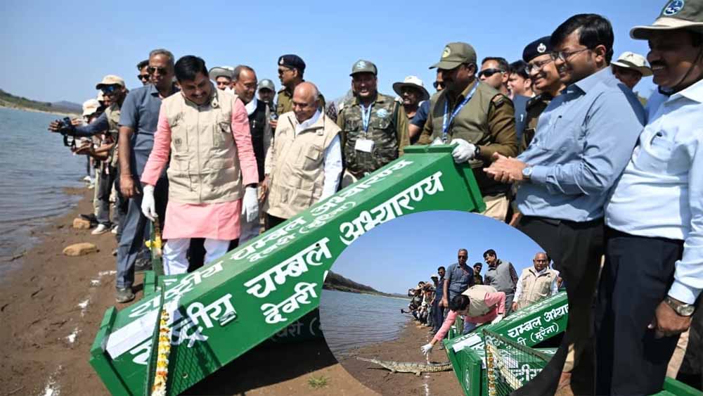 चीतों के बाद कूनो में घड़ियालों की एंट्री, सीएम ने 53 को चंबल से लाकर बसाया