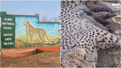 कूनो नेशनल पार्क में ज्वाला चीता ने दिया पांच शावकों को जन्म, चीतों की संख्या पहुंची 50 के पार कूनो नेशनल पार्क में ज्वाला चीता ने दिया पांच शावकों को जन्म, चीतों की संख्या पहुंची 50 के पार