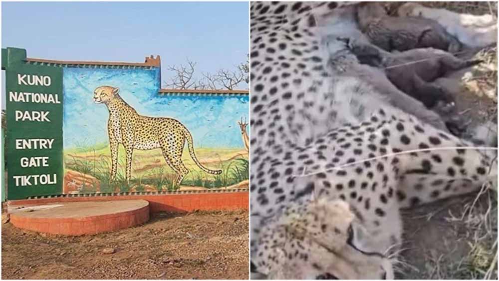 कूनो नेशनल पार्क में ज्वाला चीता ने दिया पांच शावकों को जन्म, चीतों की संख्या पहुंची 50 के पार कूनो नेशनल पार्क में ज्वाला चीता ने दिया पांच शावकों को जन्म, चीतों की संख्या पहुंची 50 के पार