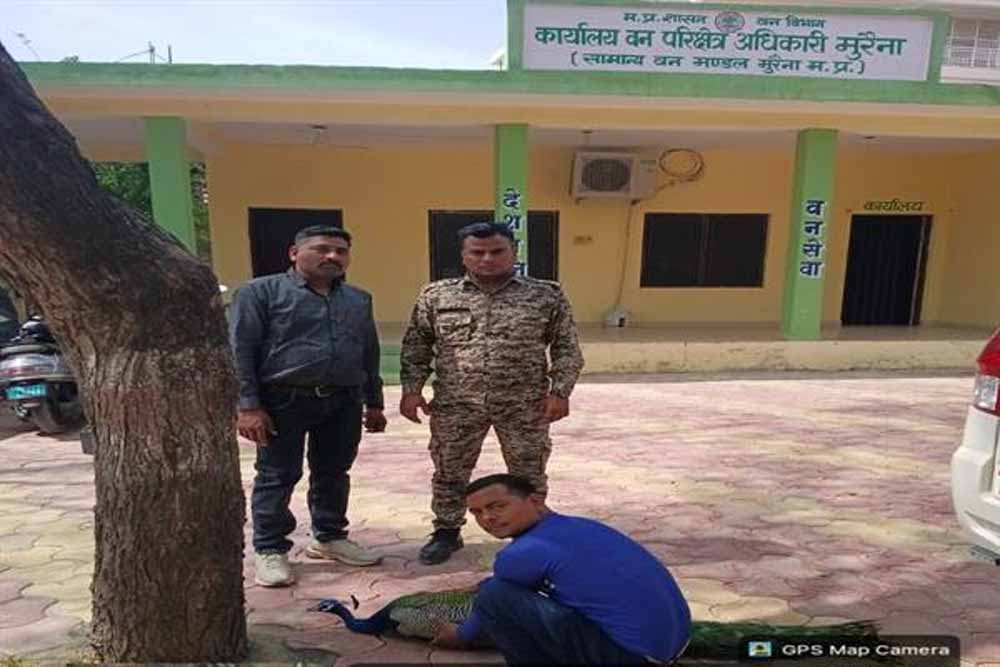 मुरैना के डायल 112 हीरोज: संवेदनशीलता का उदाहरण, घायल राष्ट्रीय पक्षी मोर को समय पर मिला उपचार