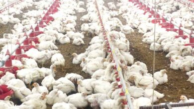 10,000 चूजों की क्षमता वाले एयर कंडीशनर मुर्गी फार्म का संचालन कर रही है माँ लक्ष्मी महिला समूह