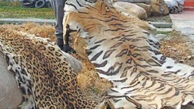 प्रतिबंधित वन्य-जीवों की अवैध बिक्री एवं पालन पर होगी सख्त कार्रवाई