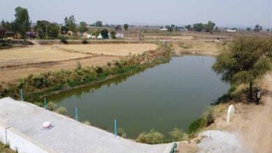 अमृत सरोवर से रिझोरा में लौटी हरियाली और खुशहाली