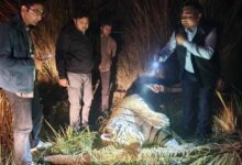 आठ दिन से भूखा था ‘जंगल का राजा’, पीलीभीत में बाघ की दर्दनाक मौत