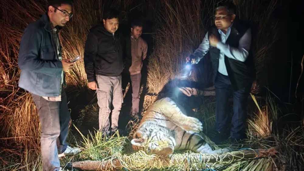 आठ दिन से भूखा था ‘जंगल का राजा’, पीलीभीत में बाघ की दर्दनाक मौत