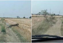 खेत में दिखा तेंदुआ, लगाई दौड़; पुलिस जवान पर झपट्टा मारकर किया घायल