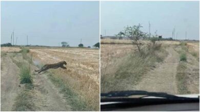 खेत में दिखा तेंदुआ, लगाई दौड़; पुलिस जवान पर झपट्टा मारकर किया घायल