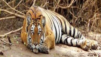 बैल की मौत का बदला बना बाघ की जान का दुश्मन: जहर देकर हत्या, रेडियो कॉलर से खुला राज बैल की मौत का बदला बना बाघ की जान का दुश्मन: जहर देकर हत्या, रेडियो कॉलर से खुला राज