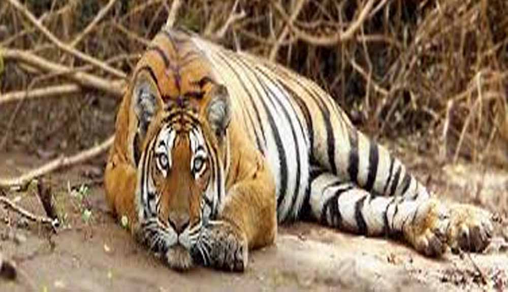 बैल की मौत का बदला बना बाघ की जान का दुश्मन: जहर देकर हत्या, रेडियो कॉलर से खुला राज