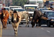 मध्य प्रदेश के 40 लाख आवारा पशुओं को मिलेगा 12 अंकों का कोड, केसरिया टैग से होगी पहचान