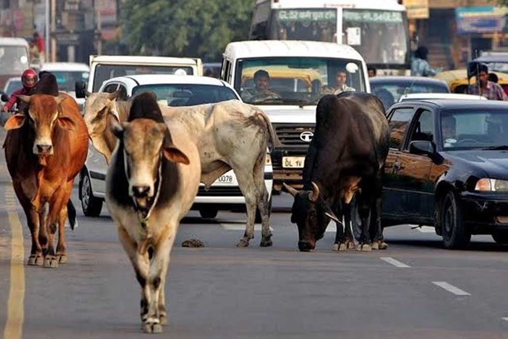 मध्य प्रदेश के 40 लाख आवारा पशुओं को मिलेगा 12 अंकों का कोड, केसरिया टैग से होगी पहचान मध्य प्रदेश के 40 लाख आवारा पशुओं को मिलेगा 12 अंकों का कोड, केसरिया टैग से होगी पहचान