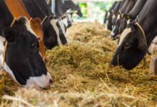 प्रयागराज में पशुओं के लिए बनेगा 12 अंकों का यूनिक आधार, पोर्टल पर स्वास्थ्य रिकार्ड भी होगा उपलब्ध