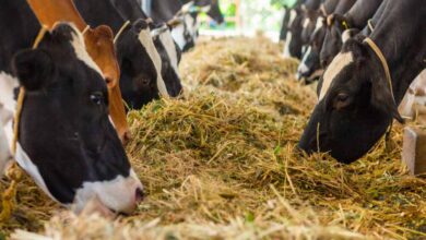 प्रयागराज में पशुओं के लिए बनेगा 12 अंकों का यूनिक आधार, पोर्टल पर स्वास्थ्य रिकार्ड भी होगा उपलब्ध प्रयागराज में पशुओं के लिए बनेगा 12 अंकों का यूनिक आधार, पोर्टल पर स्वास्थ्य रिकार्ड भी होगा उपलब्ध