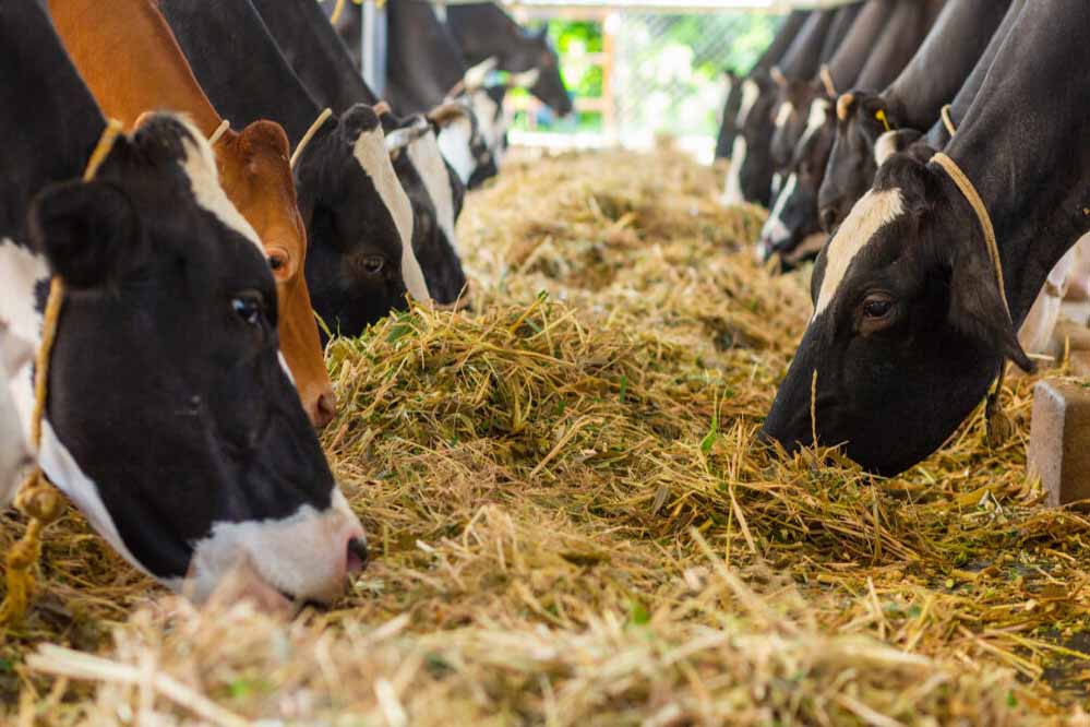 प्रयागराज में पशुओं के लिए बनेगा 12 अंकों का यूनिक आधार, पोर्टल पर स्वास्थ्य रिकार्ड भी होगा उपलब्ध