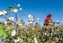 पीएम किसान के बाद किसानों को बड़ी राहत, कपास के लिए ₹1718 करोड़ की MSP फंडिंग मंजूर