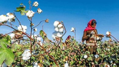 पीएम किसान के बाद किसानों को बड़ी राहत, कपास के लिए ₹1718 करोड़ की MSP फंडिंग मंजूर पीएम किसान के बाद किसानों को बड़ी राहत, कपास के लिए ₹1718 करोड़ की MSP फंडिंग मंजूर