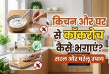 कॉकरोच भगाने के सबसे असरदार घरेलू उपाय