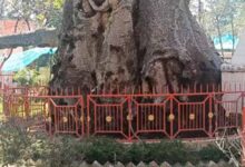 5 हजार साल पुराने पारिजात वृक्ष पर संकट: यूपी में ‘देव वृक्ष’ बीमार, इलाज में जुटे वैज्ञानिक