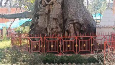 5 हजार साल पुराने पारिजात वृक्ष पर संकट: यूपी में ‘देव वृक्ष’ बीमार, इलाज में जुटे वैज्ञानिक