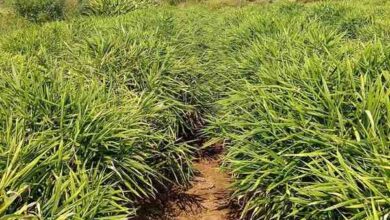 एक जिला एक उत्पाद योजना से बदली तस्वीर,अदरक की खेती से कमाया दोगुना मुनाफा