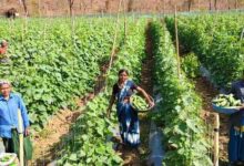 खीरा की खेती ने बदली सुभद्रा की जिंदगी,बिहान योजना से बनी लखपति दीदी