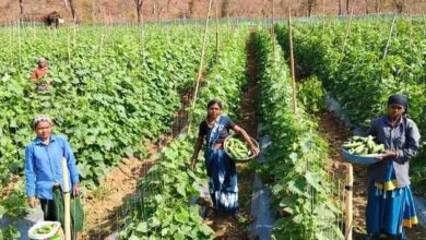 खीरा की खेती ने बदली सुभद्रा की जिंदगी,बिहान योजना से बनी लखपति दीदी खीरा की खेती ने बदली सुभद्रा की जिंदगी,बिहान योजना से बनी लखपति दीदी