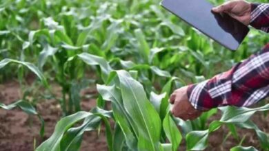 खेती में डिजिटल क्रांति की नई उड़ान-एग्रीस्टेक परियोजना से किसानों को तकनीकी ताकत, छत्तीसगढ़ को मिले 104 करोड़ रुपए